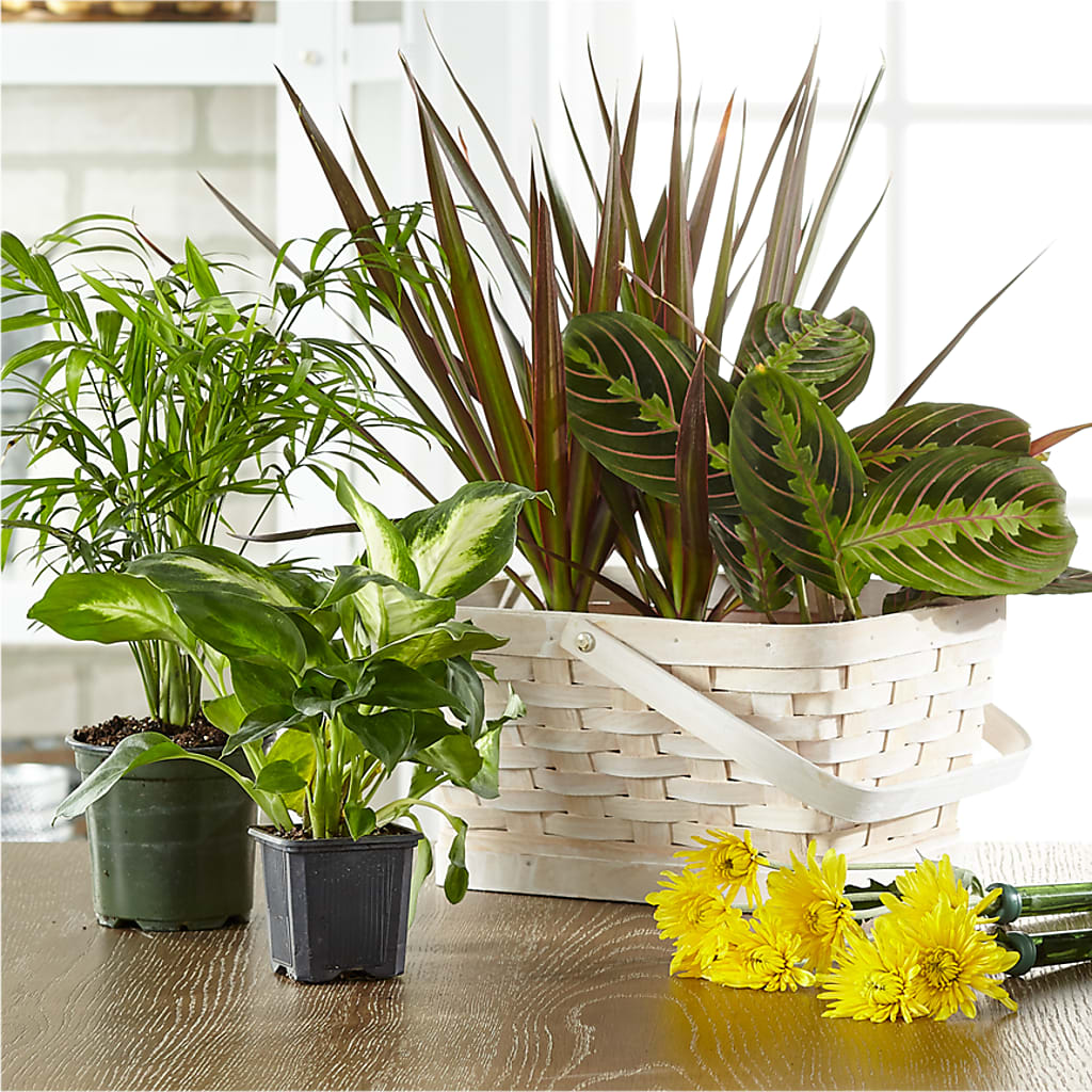 Florist Designed Blooming and Green Plants in a Basket – As Seasons Change Down South, Foley AL