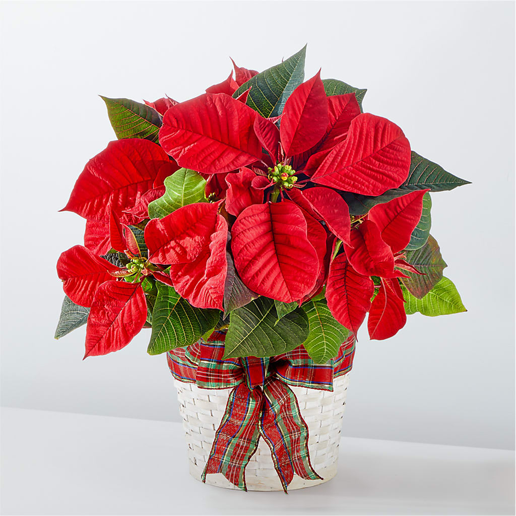 Happiest Holidays Poinsettia – As Seasons Change Down South, Foley AL