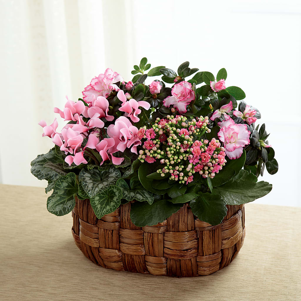 Pink Assortment – As Seasons Change Down South, Foley AL