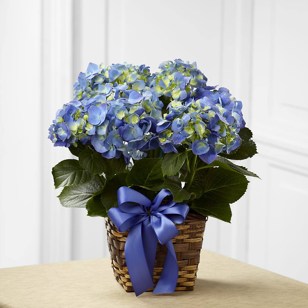 Blue Hydrangea Planter – As Seasons Change Down South, Foley AL
