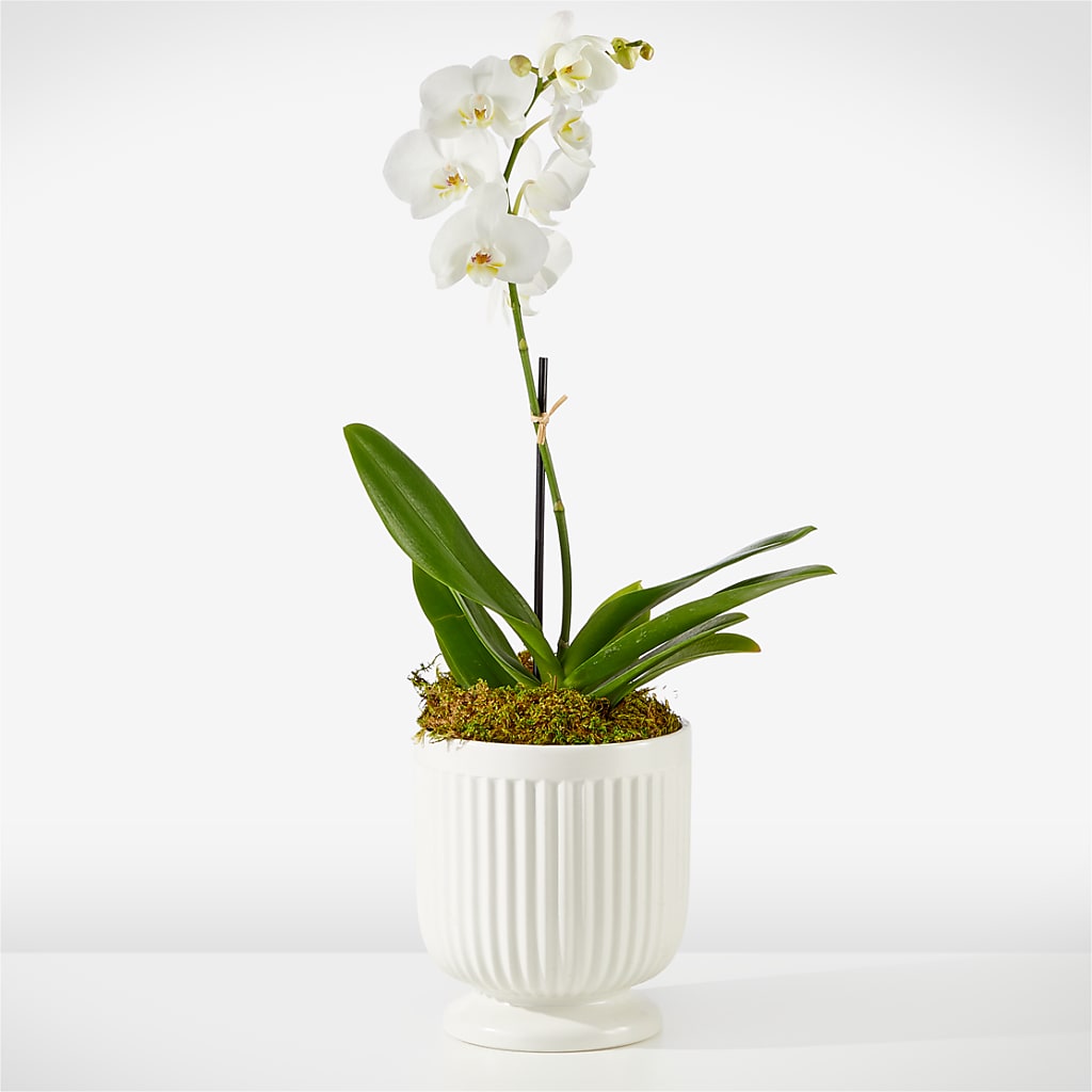 Whispering White Orchid – As Seasons Change Down South, Foley AL