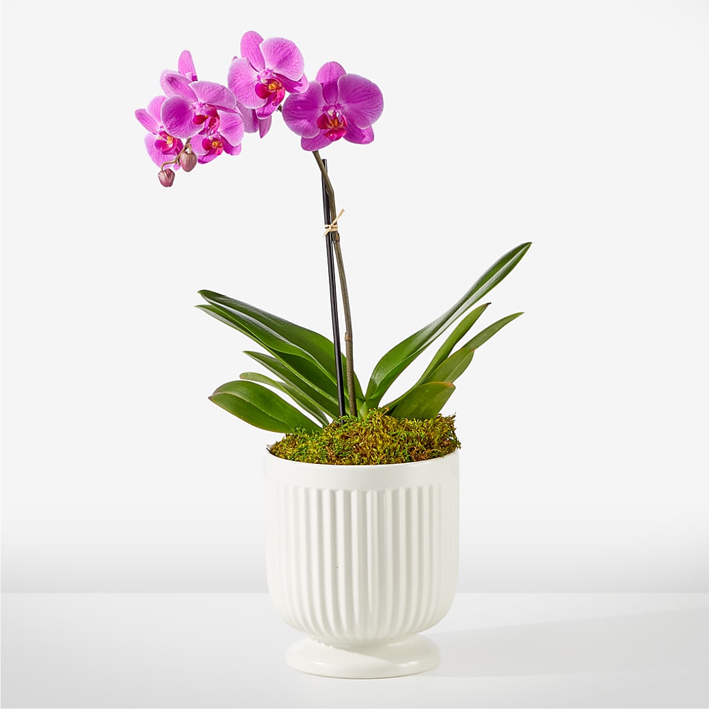 Friendly Fuchsia Orchid – As Seasons Change Down South, Foley AL