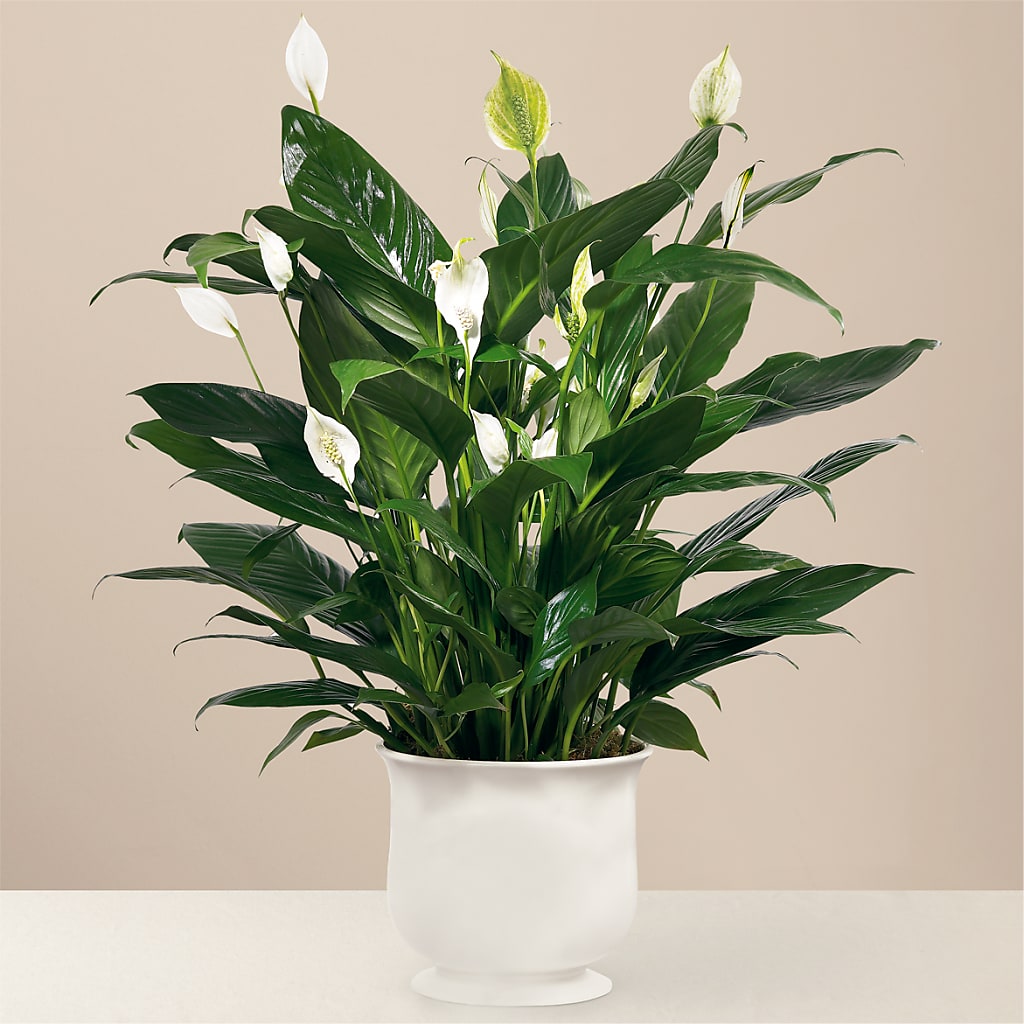 Comfort Planter – As Seasons Change Down South, Foley AL