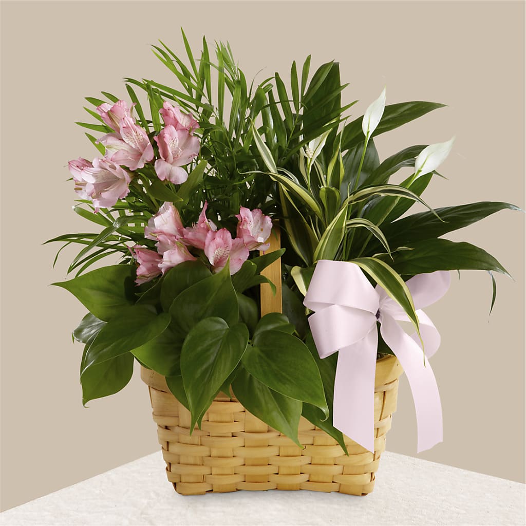 Living Spirit Dishgarden – As Seasons Change Down South, Foley AL