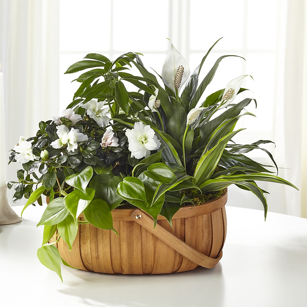 Serene Dishgarden – As Seasons Change Down South, Foley AL