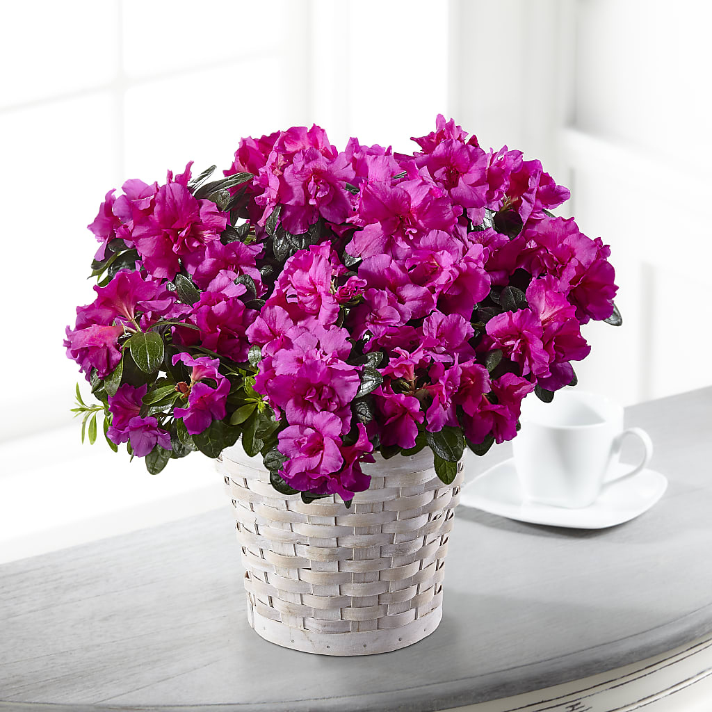 Hope & Serenity Azalea Plant – As Seasons Change Down South, Foley AL