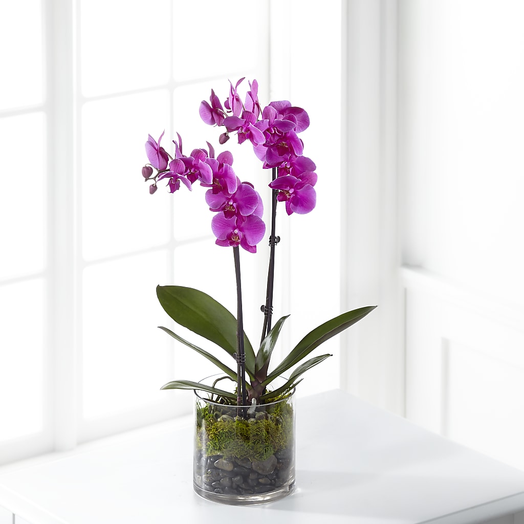 Pink Orchid Plant – As Seasons Change Down South, Foley AL