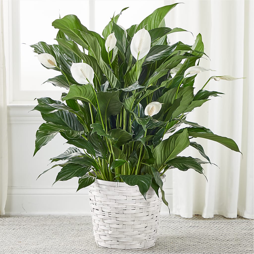 A New Leaf Peace Lily – As Seasons Change Down South, Foley AL
