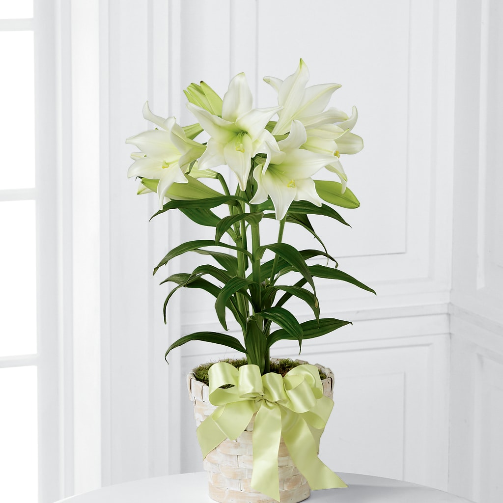 Easter Lily Plant –  As Seasons Change Down South, Foley AL