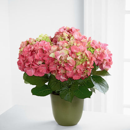 Pink Hydrangea Planter –  As Seasons Change Down South, Foley AL