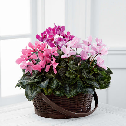 Mixed Cyclamen Planter –  As Seasons Change Down South, Foley AL