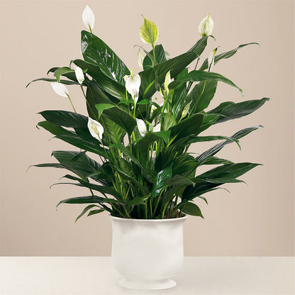 Comfort Planter –  As Seasons Change Down South, Foley AL