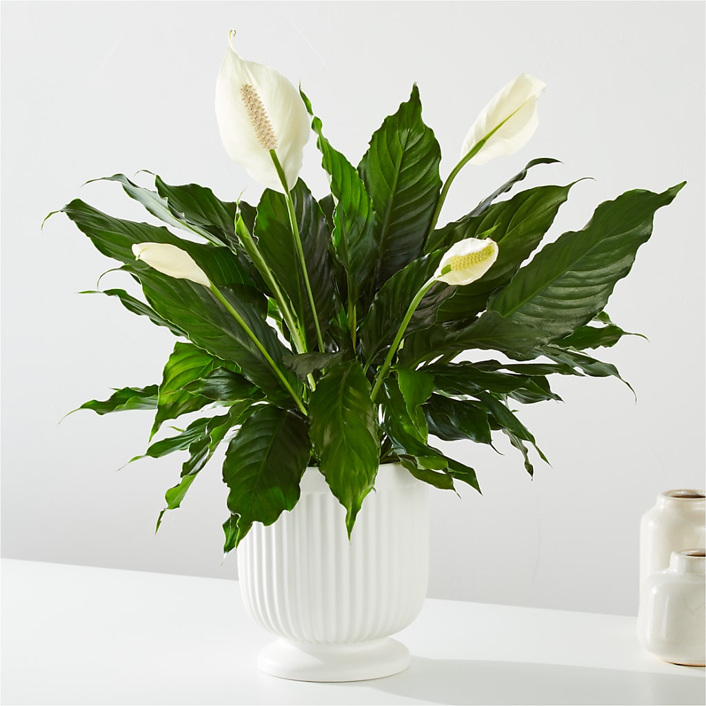 Comfort Planter –  As Seasons Change Down South, Foley AL