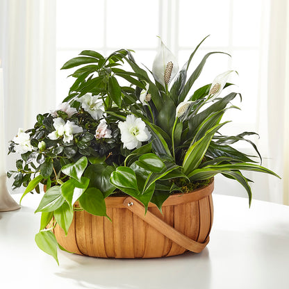 Serene Dishgarden –  As Seasons Change Down South, Foley AL