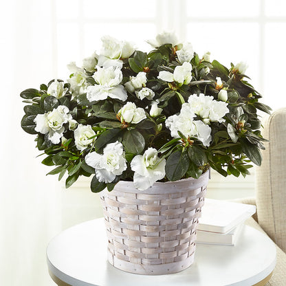 White Azalea Plant –  As Seasons Change Down South, Foley AL