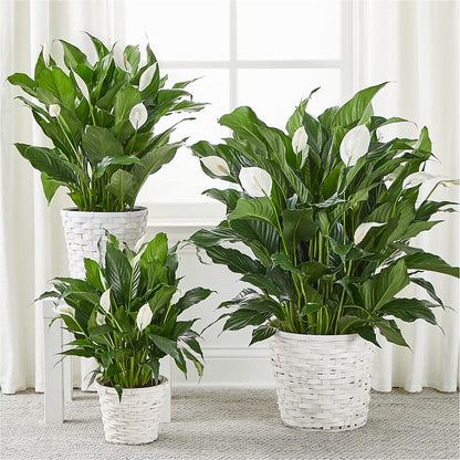 A New Leaf Peace Lily –  As Seasons Change Down South, Foley AL