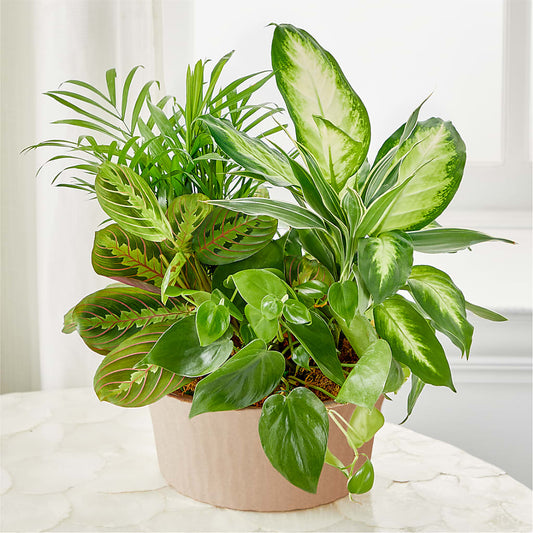 Balance & Harmony Dishgarden –  As Seasons Change Down South, Foley AL